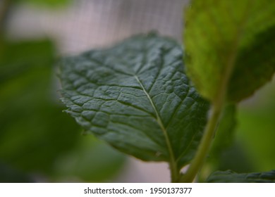 Macro mint leaf zoomed in