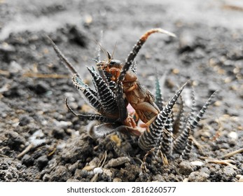 Macro of mole cricket perched on Haworthia zebra plant in soil. Gryllotalpidae insect on succulent. Nature, entomology, garden pest, and wildlife. Close up of exotic fauna and flora background 
Close up macro of brown mole cricket climbing on striped Haworthia zebra succulent plant in garden soil. Gryllotalpidae, entomology, and wildlife. Garden pest, insect, nature, and exotic fauna concept.