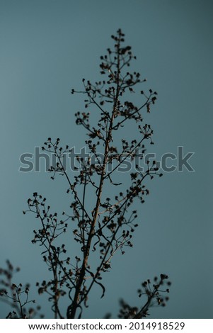 Similar – Image, Stock Photo nature Nature Plant Garden