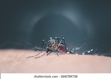 Macro of mosquito (Aedes aegypti) sucking blood close up on the human skin. Mosquito is carrier of Malaria, Encephalitis, Dengue and Zika virus