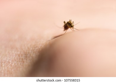 Macro Of Mosquito On Human Ankle