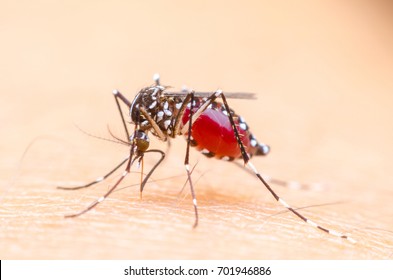 Macro Mosquito On Skin Human