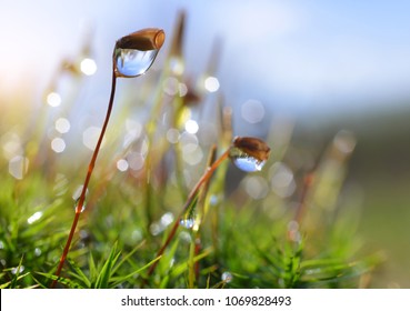 Macro of moss with dew drops close up.