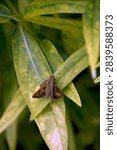 Macro of a moth on a leaf