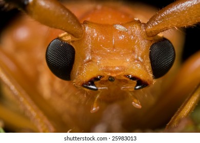 Macro Mugshot Of An Orange Long Horn Beetle