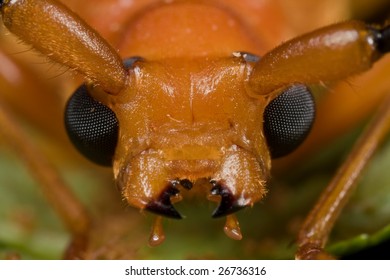 Macro Mugshot Of An Orange Long Horn Beetle