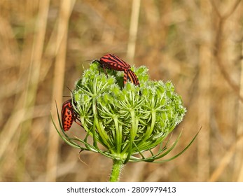 Macro of multiple striped shield bugs (Graphosoma italicum) on a wild flower, including a mating pair. Ideal for insect behavior, garden pests, biodiversity, and biology education stock photos.