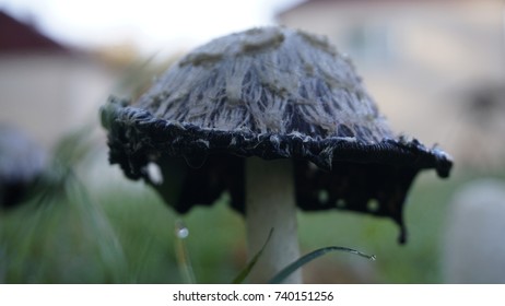 Macro Mushroom
