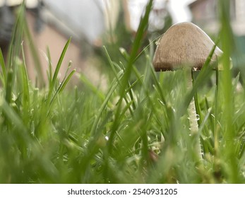 Macro mushroom fungi grass garden  - Powered by Shutterstock