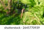 Macro of Muted Brown and Golden Toned Female Roseate Skimmer Dragonfly with Wings Spread. Florida, June 23, 2025
