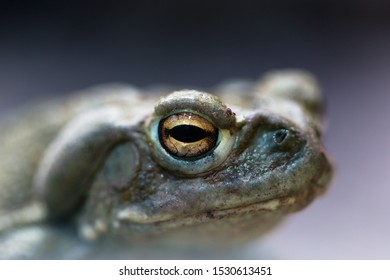 Macro Of Natural Colorado River Toad (bufo Alvarius)