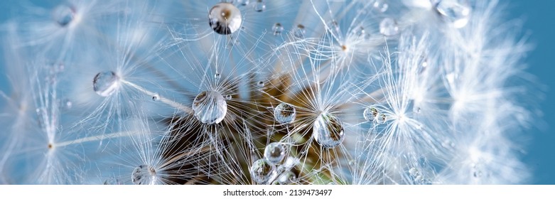 Macro nature abstract background. Beautiful dew drops on dandelion seed macro. soft background. Water drops on parachutes dandelion. Copy space. soft selective focus on water droplets. circular shape - Shutterstock ID 2139473497