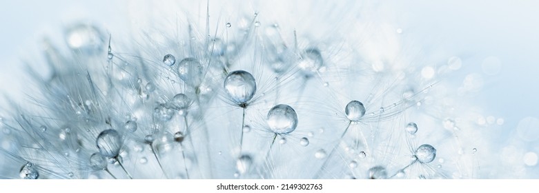 Macro nature. Beautiful dew drops on dandelion seed macro. Beautiful soft background. Water drops on parachutes dandelion. Copy space. soft focus on water droplets. circular shape, abstract background - Powered by Shutterstock