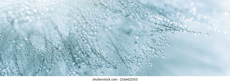 Macro nature. Beautiful dew drops on dandelion seed macro. Beautiful soft background. Water drops on parachutes dandelion. Copy space. soft focus on water droplets. circular shape, abstract background - Powered by Shutterstock