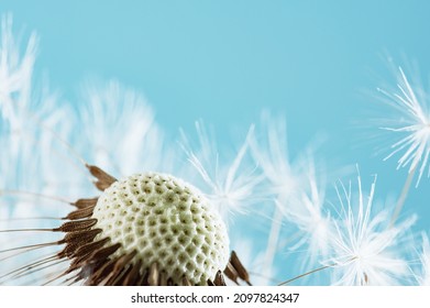 Macro nature. dandelion at sky background. Freedom to Wish. Dandelion silhouette fluffy flower. Seed macro closeup. Soft focus. Goodbye Summer. Hope and dreaming concept. Fragility. Springtime.