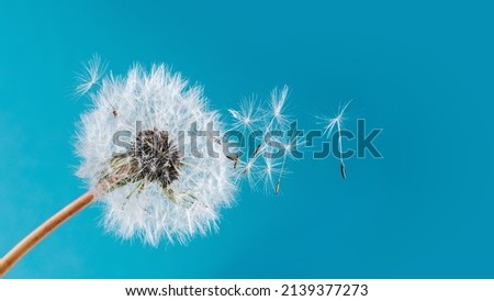 Macro nature. dandelion at sky background. Freedom to Wish. Dandelion silhouette fluffy flower. Seed macro closeup. Soft focus. Goodbye Summer. Hope and dreaming concept. Fragility. Springtime.