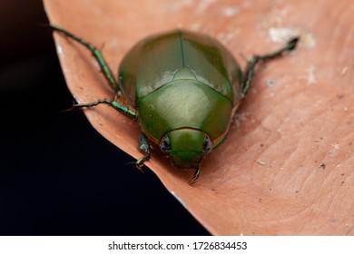 Macro nature Image of Green Scarab Beetle - Anomala sp. Scarabaeidae - Powered by Shutterstock