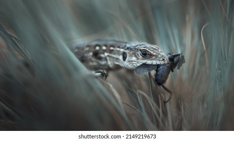 Macro nature.Funny nature.Lizard in nature.A lizard with a large insect in its mouth.Beautiful gray lizard portrait, hunts in the natural environment, in the grass, eats.Close-up reptile with prey