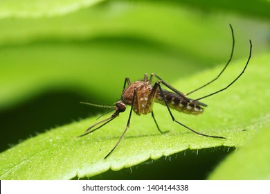 макро-нормальный женский комар, изолированный на зеленом листе