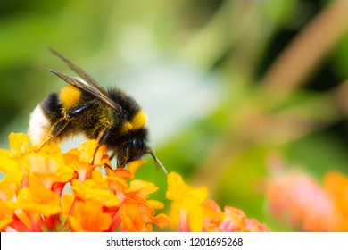 Macro of a Northern white-tailed bumblebee (Bombus magnus) on a lantana flower