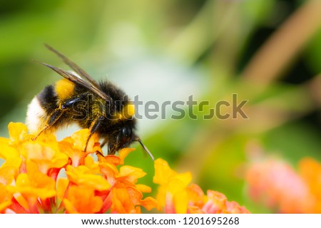 Macro of a Northern white-tailed bumblebee (Bombus magnus) on a lantana flower