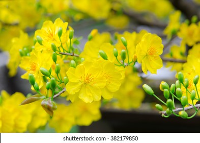 Macro a ochna integerrima integerrima branch, the flowers of traditional Vietnamese new year