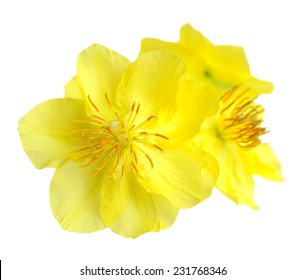  Macro a ochna integerrima  flower isolated on white 