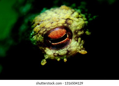 Macro Octopus Eye