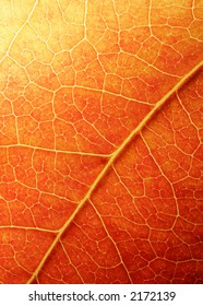 Macro on Autumn Foliage