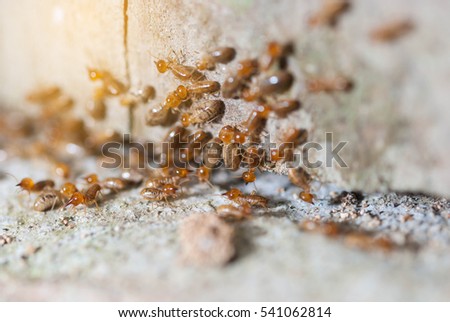 Macro on carpenter subterranean termite.