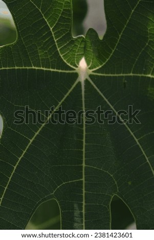 A macro on a green leaf with its ramifications