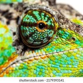Macro on a reptile eye, veiled chameleon, Chamaeleo calyptratus, isolated on white