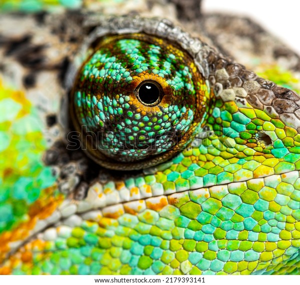 Macro on a reptile eye, veiled chameleon,\
Chamaeleo calyptratus, isolated on\
white