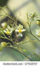 Macro Oncidium Twinkle orchids.