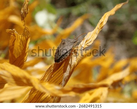 Macro of a one spotted stink bug on a dried up sunflower petal in the bright September sunshine with a blurred background