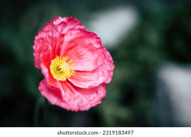 Macro of an open pink poppy with yellow pistils in the garden