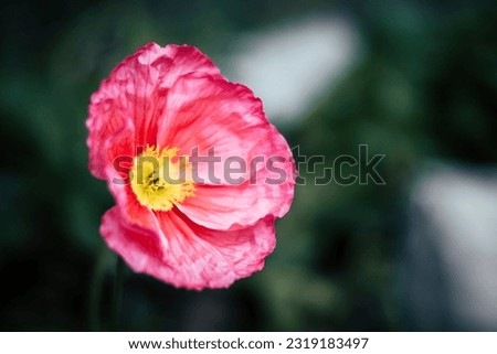 Macro of an open pink poppy with yellow pistils in the garden