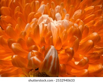 Macro flor dalia naranja