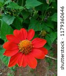 macro orange flower 