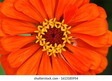 Macro Of An Orange Zinnia Flower