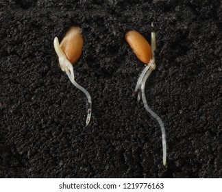 Macro Of Organic Wheat Sprouts, Underground Sectional View Of Roots In Soil
