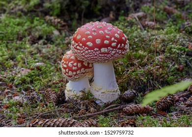Macro ot two beautiful fly agaric mushrooms growing in the forest - Shutterstock ID 1529759732