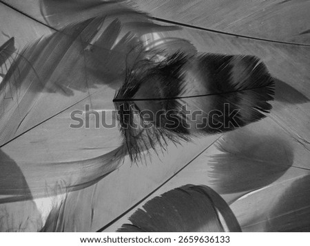 Macro of Overlapping Feathers Backlit by Natural Light – Soft Texture and Abstract Detail