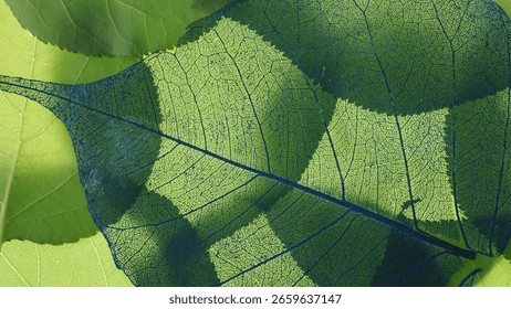 Macro of Overlapping Leaves Backlit by Light – Leaf Veins and Natural Texture