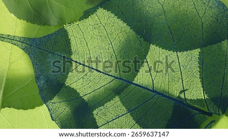 Macro of Overlapping Leaves Backlit by Light – Leaf Veins and Natural Texture