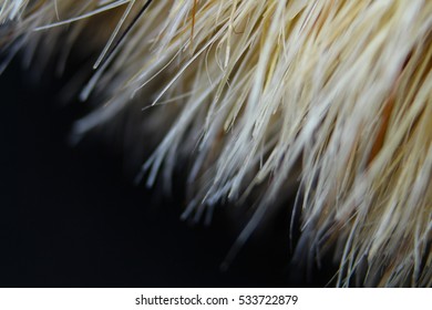 Macro of paintbrush hairs 