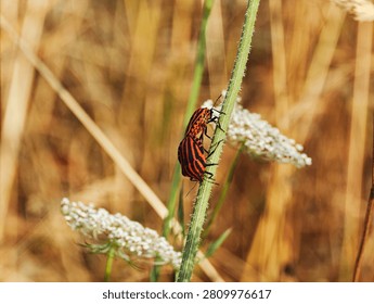 Macro of a pair of striped shield bugs (Graphosoma italicum) mating on a green plant stem in a summer field. Perfect for concept of insect reproduction, wildlife behavior, and biology education.