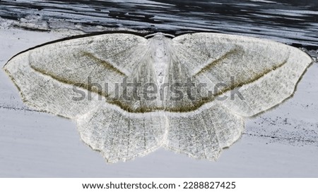 Macro of a Pale Beauty Moth (Campaea perlata) butterfly perched on an outdoor wall.  Long Island, New York.