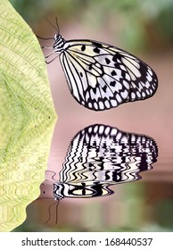 Macro Of Paper Kite Butterfly (Idea Leuconoe) View Profile On Leaf Above Water With Big Reflection, Digital Effect