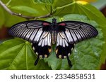 A macro of the papilio lowi butterfly
